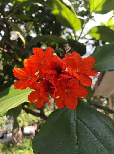 Cordia Sebestena Plants — Ornamental Tree sapling available at Agro Nursery Garden